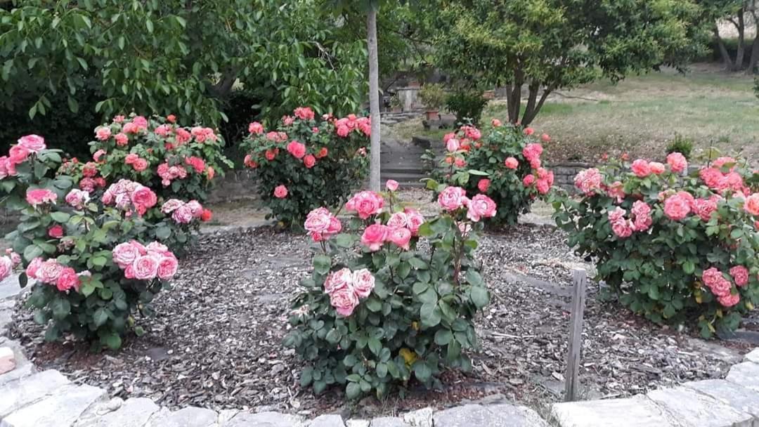 Agriturismo Camera Rosa Todi Exteriör bild